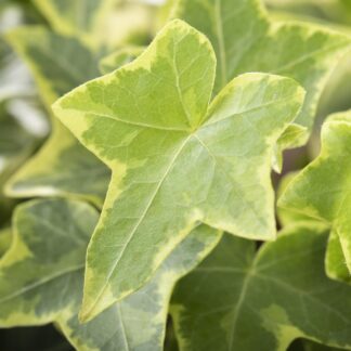 Gelbbunter Efeu, grün*