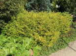 Gelber Bergilex 'Golden Gem' / Gelbe Japanstechpalme 'Golden Gem', 10-20 cm, Ilex crenata 'Golden Gem', Topfware*