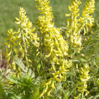 Gelber Lerchensporn Lieferform: Im 9 cm Topf*