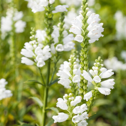 Gelenkblume 'Summer Snow', weiß*