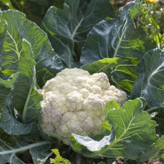 Gemüse-Set "Blumenkohl-Mix", 6 Pflanzen*