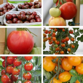 Gemüse-Set "Bunte Tomaten-Mischung", 6 Pflanzen*