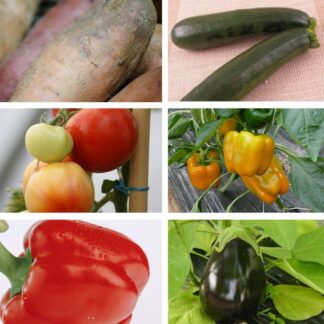 Gemüse-Set "Grillgemüse", 6 Pflanzen*