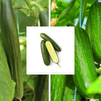 Gemüse-Set "Gurken Klassiker", 3 Pflanzen, gelb*