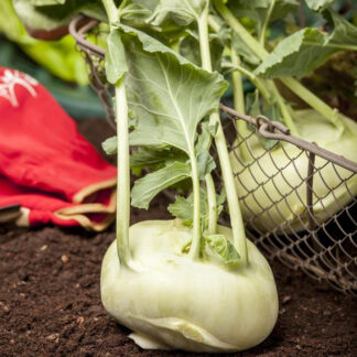 Gemüse-Set "Kohlrabi-Mix", 6 Pflanzen*