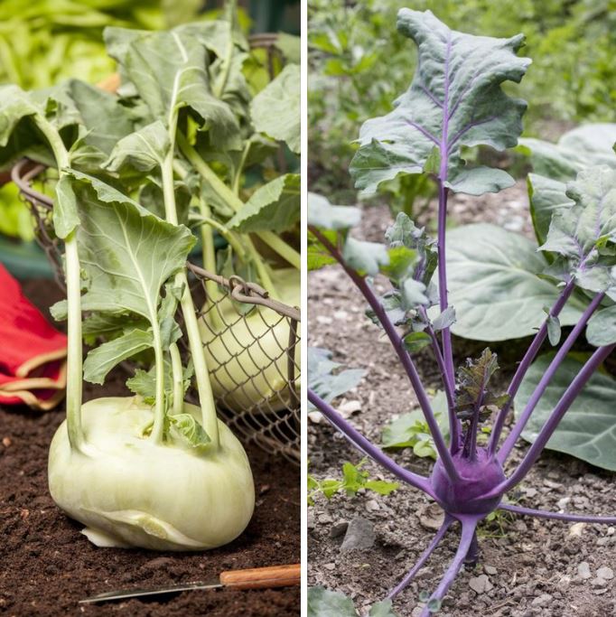 Gemüse-Set "Kohlrabi-Mix in Blau & Weiß", 6 Pflanzen*