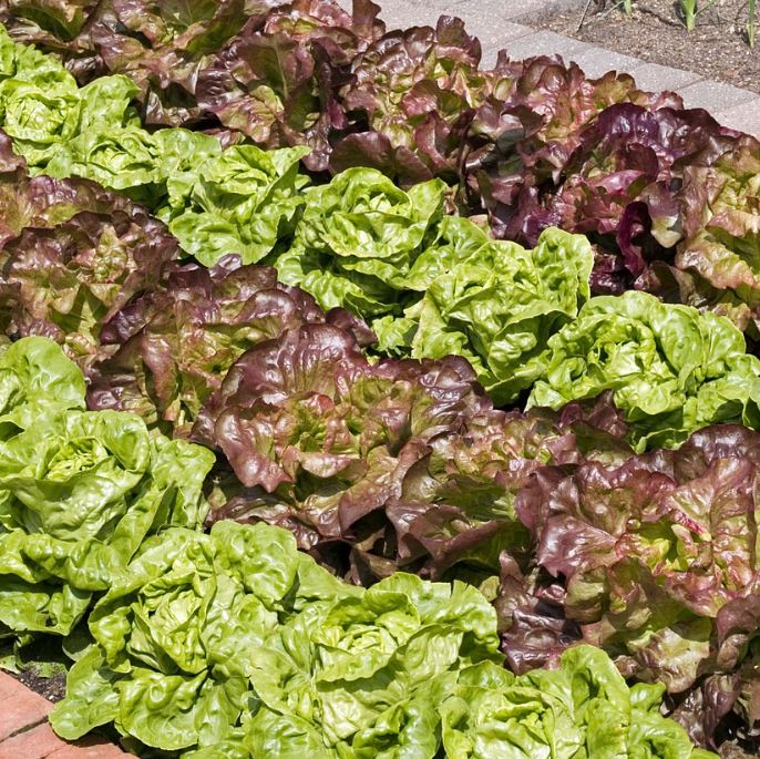 Gemüse-Set "Kopfsalat-Mix in Rot & Grün", 6 Pflanzen*