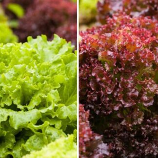 Gemüse-Set "Pflücksalat-Mix", 6 Pflanzen*