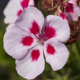 Geranie 'Smokey Eye White', pink*