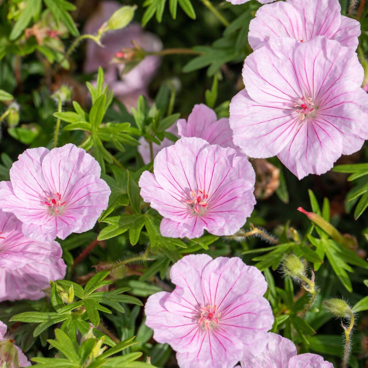 Gestreifter Storchschnabel 'Striatum', rosa*