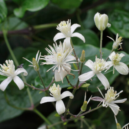 Gewöhnliche Clematis, weiß*