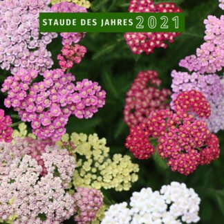 Gewöhnliche Schafgarbe, bunt*