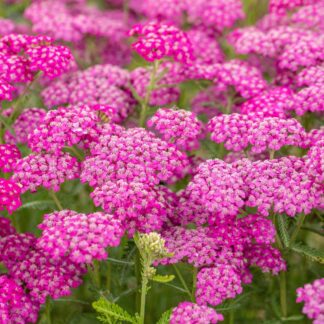 Gewöhnliche Schafgarbe, pink*
