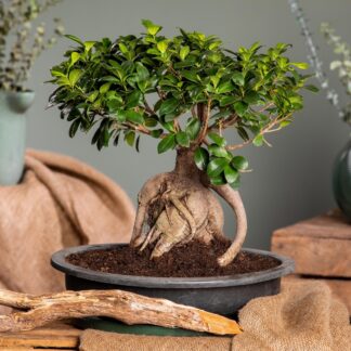 Ginseng-Bonsai*