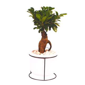 Ginseng-Bonsai im Betontopf*