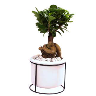 Ginseng-Bonsai im Betontopf*