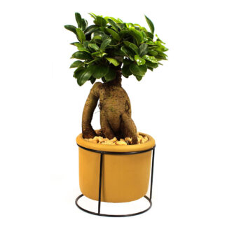 Ginseng-Bonsai im Betontopf*