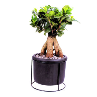 Ginseng-Bonsai im Betontopf*