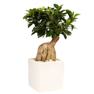 Ginseng-Bonsai im Keramiktopf*