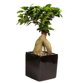 Ginseng-Bonsai im Keramiktopf*