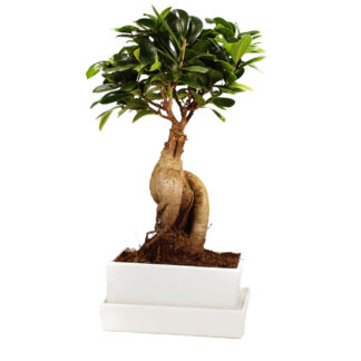 Ginseng-Bonsai im Keramikübertopf mit Wasserspeicher*