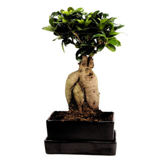 Ginseng-Bonsai im Keramikübertopf mit Wasserspeicher*
