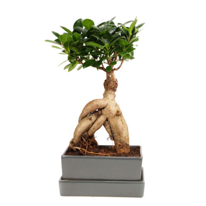 Ginseng-Bonsai im Keramikübertopf mit Wasserspeicher, mit Keramik Topf*