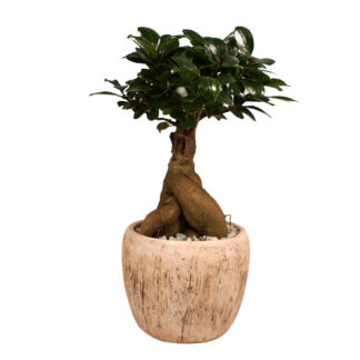 Ginseng-Bonsai im Topf "Porto"*