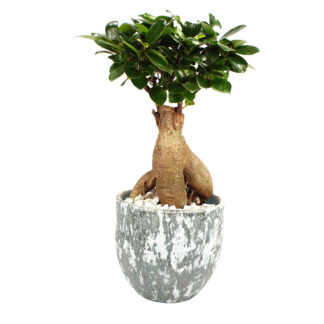 Ginseng-Bonsai im Topf "Porto"*