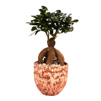 Ginseng-Bonsai im Topf "Porto"*