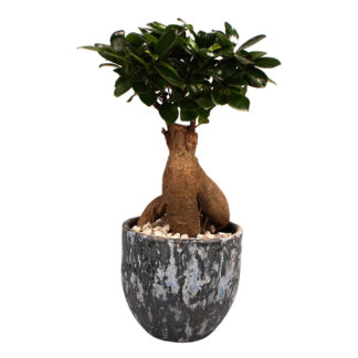 Ginseng-Bonsai im Topf "Porto"*