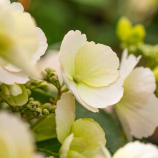 Girlanden-Hortensie 'Runaway Bride®' Lieferform: Im 3 Liter Topf*
