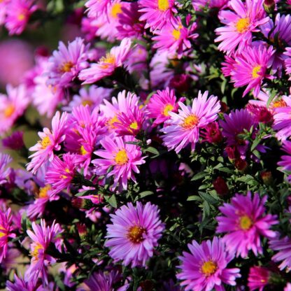 Glattblatt-Aster, rosa*