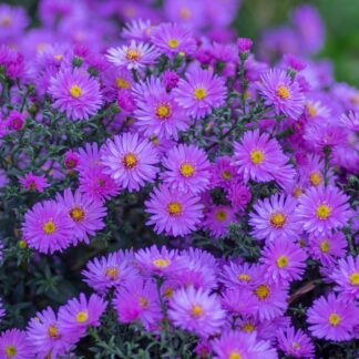 Glattblatt-Aster, violett*