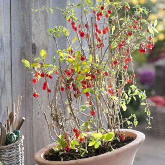 Gojibeere 'Sweet Lifeberry®', violett*