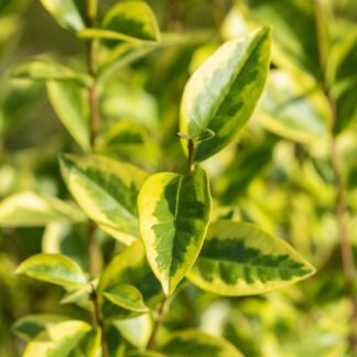 Goldligusterhecke 'Aureum', 8 Pflanzen, 8 Pflanzen, weiß*