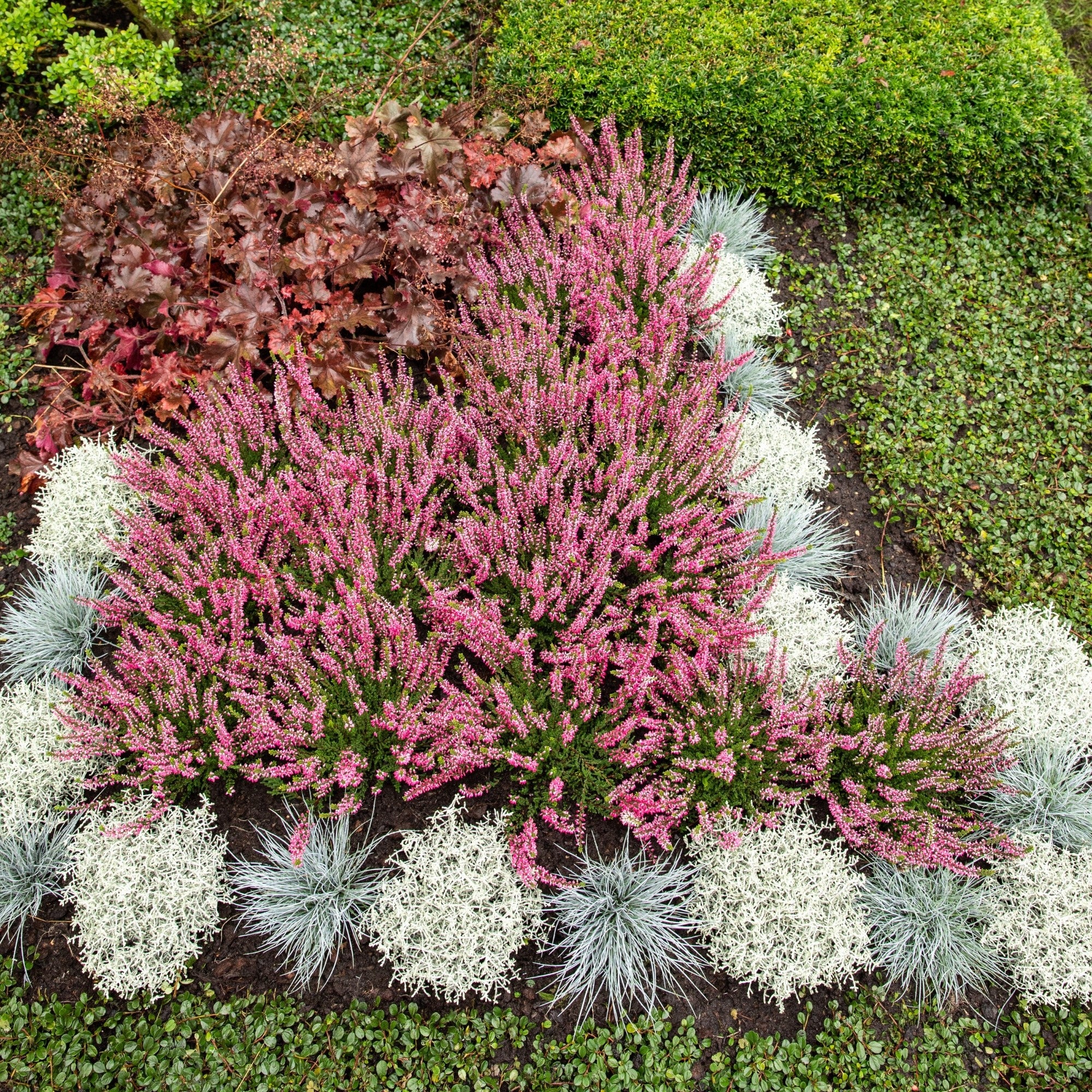Grabbepflanzung "Farbenfroher Herbstmoment", 12 Pflanzen, bunt*