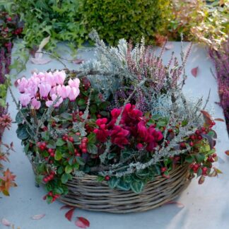 Grabbepflanzung "Herbst Klassiker", 9 Pflanzen, bunt*