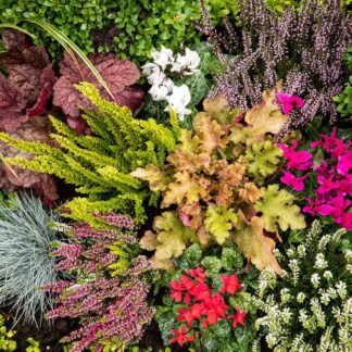 Grabbepflanzung "Herbstlicher Mix", 12 Pflanzen, bunt*