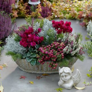 Grabbepflanzung "Rötlicher Herbst", 9 Pflanzen, bunt*