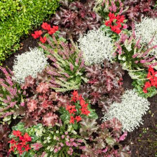 Grabbepflanzung "Rot-Weißer Herbst", 12 Pflanzen, bunt*