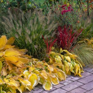 Gräserbeet "Herbstgarten für den Schatten", 10 Pflanzen, bunt*