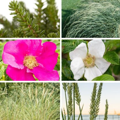 Gräserbeet "Maritime Trockenkünstler", 9 Pflanzen, 9 Pflanzen, bunt*