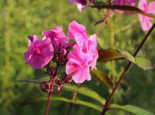 Großblättrige Flammenblume 'Winnetou', Phlox amplifolia 'Winnetou', Topfware*