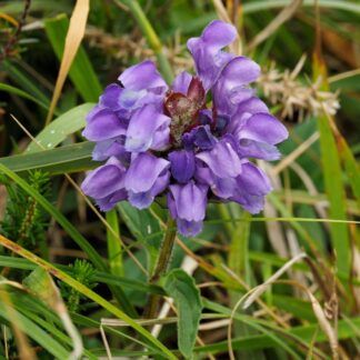 Großblütige Braunelle PetLove, violett*