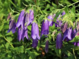 Großblütige Glockenblume 'Sarastro', Campanula punctata 'Sarastro', Containerware*