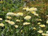 Großblumige Margerite 'Luna' ®, Leucanthemum x superbum 'Luna' ®, Topfware*