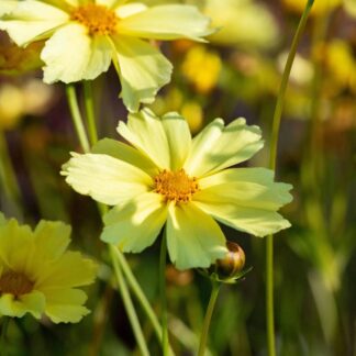 Großblumiges Mädchenauge 'Limoncello', gelb bis hellgelb*