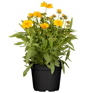 Großblumiges Mädchenauge, gelb*