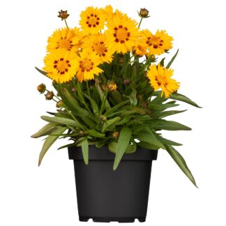 Großblumiges Mädchenauge, gelb-braun*